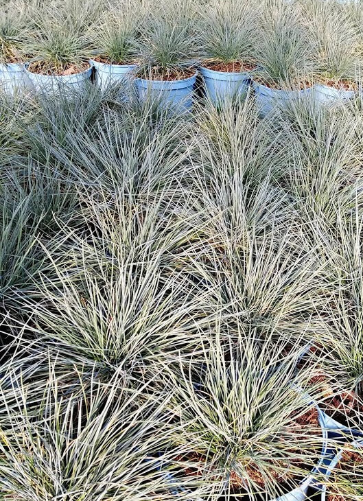 Festuca Glauca Elijah Blue F Tuque Bleue Gramin Es P Pini Re