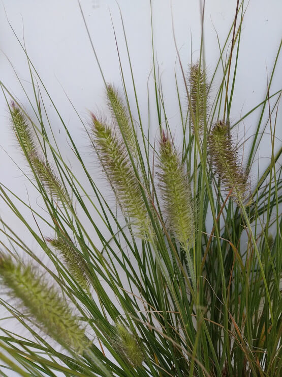 Pennisetum Alopecuroides Hameln Herbe Aux Couvillons Blanc