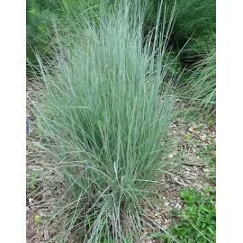 jardin-terroir.com - Andropogon scoparius 'Prairies Blues' - Blanc - 3 litres - 50 à 150cm - Graminées