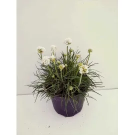 jardin-terroir.com - Armeria maritima 'Alba'Gazon d'Espagne - Blanc - 3 plants - 2/3 litres - de 50cm - Vivaces, Options: 3 plants