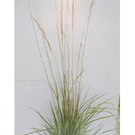jardin-terroir.com - Calamagrostis acutiflora 'Overdam'Calamagrostide 'Overdam'Conteneur de 2/3 litres - Blanc - 3 litres - 50 à 150cm - Graminées