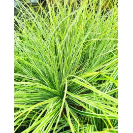 Carex oshimensis Everest ®  Laîche d'Oshima  Conteneur de 2/3 litres