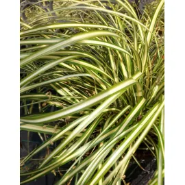 jardin-terroir.com - Carex oshimensis 'Evergold’Laîche d'Oshima 'Evergold' - Jaune - 3 litres - de 50cm - Graminées