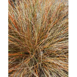 jardin-terroir.com - Carex comans 'Bronz Form'Laîche 'Bronz Form' - Cuivre - 3 litres - de 50cm - Graminées