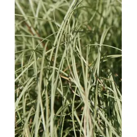 Carex comans 'Frosted Curls'  Laîche 'Frosted Curls'  Conteneur de 2/3 litres