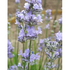 jardin-terroir.com - Lavandula angustifolia 'Munstead'Lavande 'Munstead' - Bleu - 3 plants - 2 litres - 50 à 150cm - Vivaces, Options: 3 plants