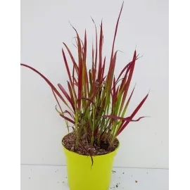 Imperata cylindrica 'Red Baron’  Herbe sanglante , Options: Conteneur de 2/3 litres 3 plants