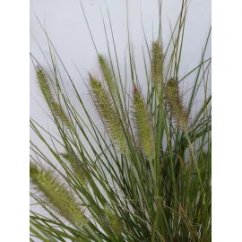 jardin-terroir.com - Pennisetum alopecuroides 'Hameln'Herbe aux écouvillons - Blanc - 3 litres - 50 à 150cm - Graminées