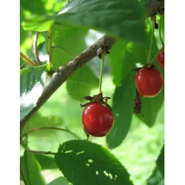 jardin-terroir.com - Cerisier Guigne noire du Pévèle ABScion en racines nues greffé sur Prunus mahaleb - Cerisiers