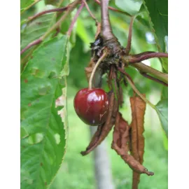 jardin-terroir.com - Cerisier Guigne Noire de Ruesnes ABScion en racines nues greffé sur Prunus mahaleb - Cerisiers