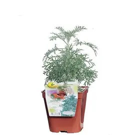 jardin-terroir.com - ABSINTHE (Absinthium vulgare) - MyStore