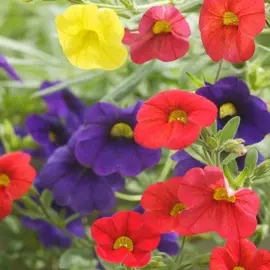 jardin-terroir.com - CALIBRACHOASvariés - Variés à fleurs simples - 1 plant fort en pot de 9 cm - Vivaces