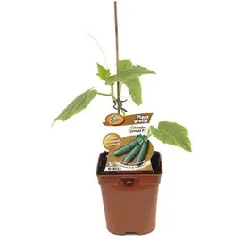 jardin-terroir.com - CONCOMBRE GYNIAL GREFFE - Plant du potager 