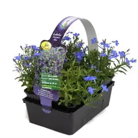 jardin-terroir.com - LOBELIA - Bleu - 1 plant fort en pot de 10 cm - Vivaces