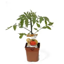 jardin-terroir.com - TOMATE ANANAS - Lot de : 1 plant en Pot de 9 cm - Plant du potager , Options: Lot de : 1 plant en Pot de 9 cm