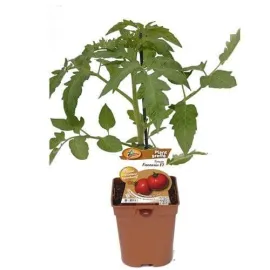 jardin-terroir.com - TOMATE FANTASIO GREFFEE - Plant du potager 