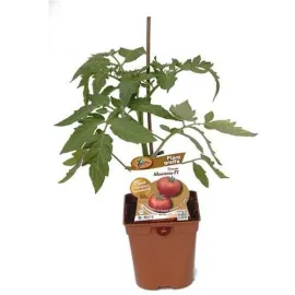 jardin-terroir.com - TOMATE MAESTRIA GREFFEE - Plant du potager 