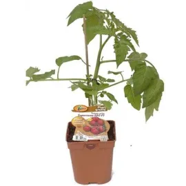jardin-terroir.com - TOMATE SUPERSWEET 100 GREFFEE - Plant du potager 