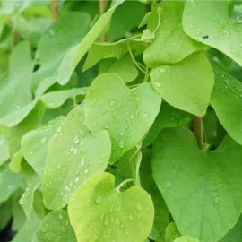 jardin-terroir.com - Aristoloche - aristolochia macrophylla - Vert - Contenant de : 3L - Akébies