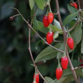jardin-terroir.com - Baie de Goji - Lyciet de Barbarie - Rouge Et Vert - Contenant de : 3L - Autres petits fruits