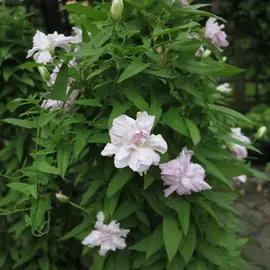 jardin-terroir.com - Calystegia "Flore Pleno" - hederacea - Rose - Contenant de : 3L - Bignones
