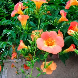 jardin-terroir.com - Bignone ‘Grandiflora’ – campsis - Orange - Contenant de : 3L - Autre plante grimpante