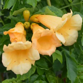 jardin-terroir.com - Bignone 'Flava' (Yellow Trumpet) – campsis radicans - Jaune - Contenant de : 1,5L - Bignones, Options: Contenant de : 1,5L