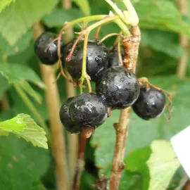 jardin-terroir.com - Cassissier 'Andega' - ribes nigrum - Noir - Contenant de : 1,5L - Cassis, Options: Contenant de : 1,5L