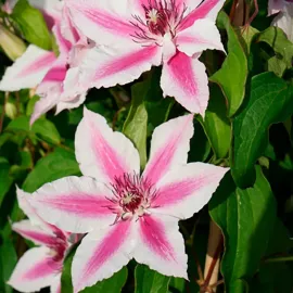 jardin-terroir.com - Clématite 'Carnaby' - clematis - Rose Foncé Et Rose Pâle - Contenant de : 3L - Clématites