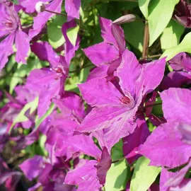 jardin-terroir.com - Clématite ‘Honora’ - clematis - Violet - Contenant de : 3L - Clématites, Options: Contenant de : 3L