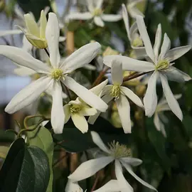 jardin-terroir.com - Clématite Armandii 'Snowdrift' - clematis - Blanc - Contenant de : 3L - Clématites