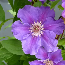 jardin-terroir.com - Clématite 'Ashva' - clematis - Violet - Contenant de : 3L - Clématites