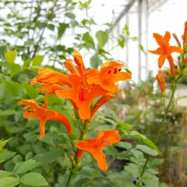 jardin-terroir.com - Bignone du Cap - tecoma capensis - Rouge Et Orange - Contenant de : 3L - Bignones