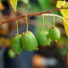 jardin-terroir.com - Kiwaï autofertile 'Issaï' - actinidia arguta - Vert - Contenant de : 3L - Autres arbres fruitiers