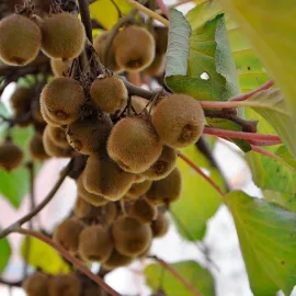 jardin-terroir.com - Kiwi autofertile 'Solo' - actinidia deliciosa - Vert - Contenant de : 3L - Autres arbres fruitiers, Options: Contenant de : 3L