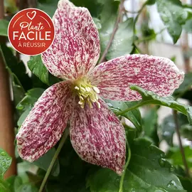 jardin-terroir.com - Clématite de Noël 'Freckles' - clematis cirrhosa - Rose Et Blanc Crème - Contenant de : 3L - Clématites