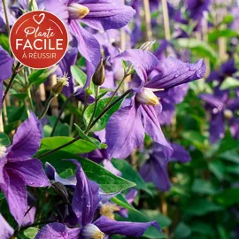 jardin-terroir.com - Clématite 'Durandii' - clematis integrifolia - Bleu Violet - Contenant de : 3L - Clématites