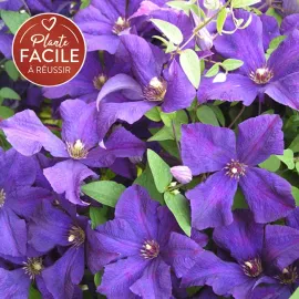jardin-terroir.com - Clématite 'Jackmanii' - clematis - Violet - Contenant de : 1,5L - Clématites, Options: Contenant de : 1,5L