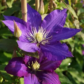 jardin-terroir.com - Clématite 'Daniel Deronda' - clematis - Bleu Foncé À Violet - Contenant de : 3L - Clématites