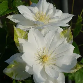 jardin-terroir.com - Clématite 'Duchesse d'Edimbourg' - clematis - Blanc - Contenant de : 3L - Clématites