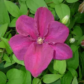 jardin-terroir.com - Clématite 'Rahvarinne' à grandes fleurs rouge-violet - Rouge - Contenant de : 3L - Clématites