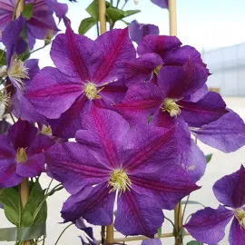 jardin-terroir.com - Clématite 'Star of India' - clematis jackmanii - Rose Et Violet - Contenant de : 3L - Clématites