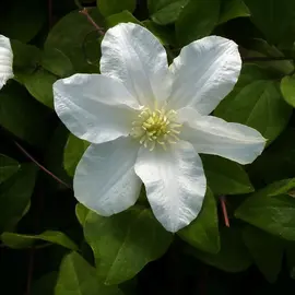 jardin-terroir.com - Clématite 'Sylvia Denny' - clematis - Blanc - Contenant de : 3L - Clématites