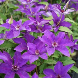 jardin-terroir.com - Clématite 'The President' - clematis - Bleu-Violet - Contenant de : 1,5L - Clématites, Options: Contenant de : 1,5L