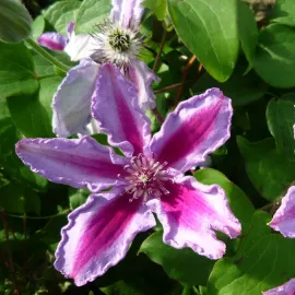 jardin-terroir.com - Clématite 'Tudor' - clematis - Rose, Mauve, Violet - Contenant de : 3L - Clématites, Options: Contenant de : 3L