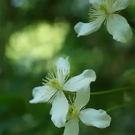 jardin-terroir.com - Clématite 'Wilsonii' - clematis montana - Blanc - Contenant de : 3L - Clématites
