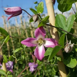 jardin-terroir.com - Clématite 'Odoriba' - clematis texensis - Rose et blanc - Contenant de : 3L - Clématites