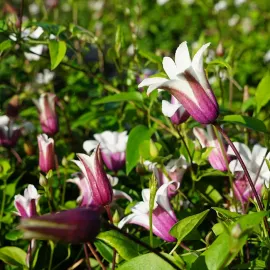 jardin-terroir.com - Clématite 'Princess Kate®' ('Zoprika') - clematis texensis - Rose Pâle Et Rose Soutenu - Contenant de : 3L - Clématites