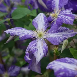 jardin-terroir.com - Clématite 'Tie Dye' – clematis jackmanii - Violet - Contenant de : 3L - Clématites