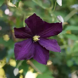 jardin-terroir.com - Clématite 'Étoile Violette' - clematis viticella - Violet - Contenant de : 3L - Clématites